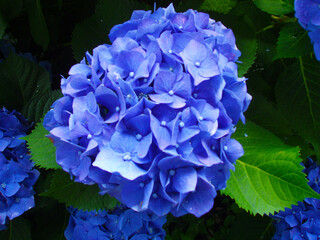 青紫色の紫陽花