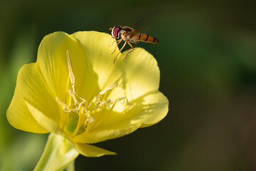 달맞이꽃과 호리꽃등에