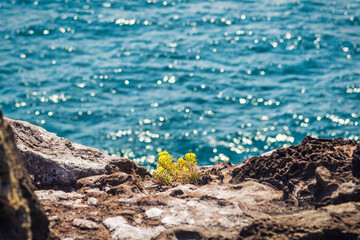grass growing on the rocks of the sea. 