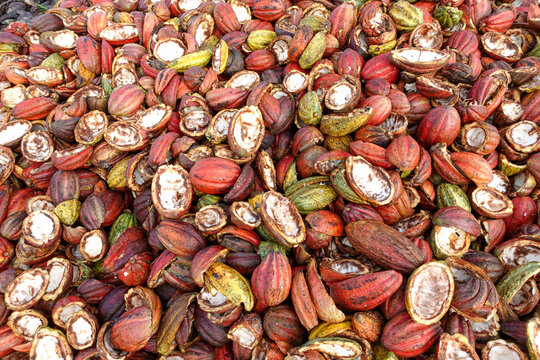 Background Of Cocoa Pod Husk Waste 