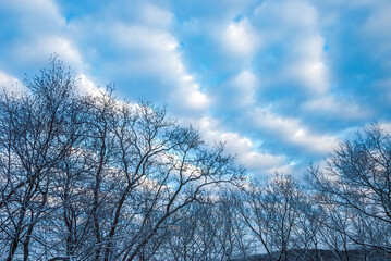 Altocumulus Cloud Formation Drifts Over Bare Trees in Winter