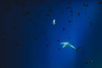 Obraz premium Diving with Sharks in Maldives 