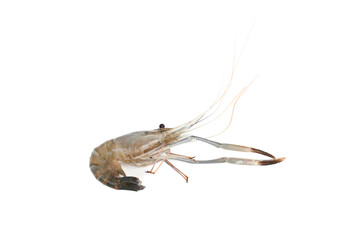 Freshwater giant shrimp isolated on white background.