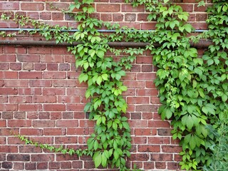 Brick Wall with Vines
