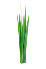 Fototapeta premium Tip of lemongrass leaf isolated on white background , top view , flat lay.