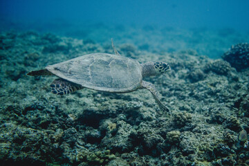 Turtle swimming maldives 