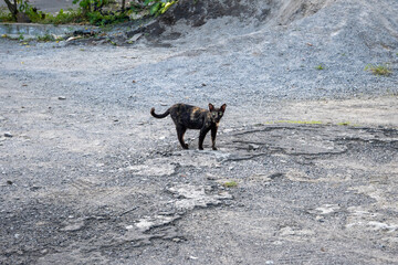 Black cats outdoors during the day.