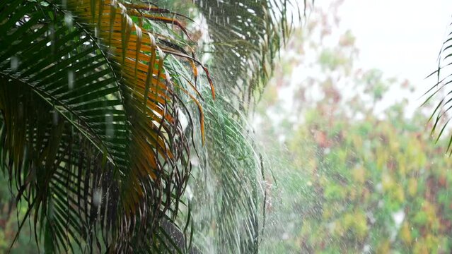 Tropical rain slow motion bokeh shot. Rain drops falling down on palm tree leaves. Rainy season in tropics
