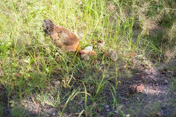 Hens and chicks are foraging in the grass.