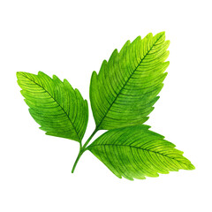 Strawberry branch with leaves watercolor illustration. Green leaf on stem, veined. Hand drawn botanical clipart isolated on white background. Garden fruit leaf. Field, meadow plant. Wild berry