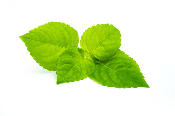 Fresh Tree basil leaf isolated on white background.
