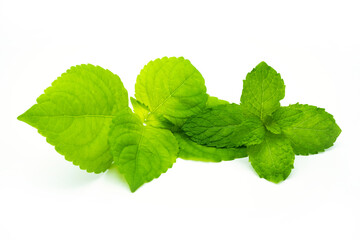 Fresh Tree basil leaf and spearmint leaf isolated on white background.
