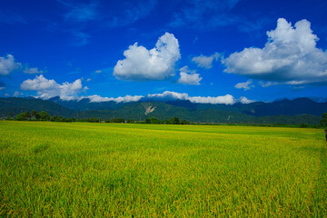 Fototapeta premium Green rice fields. Blue sky, white clouds, mountains are like idyllic paintings. 30 hectares of rice cultivation area. Yushan Nan'an Visitor Center, Hualien, Taiwan. 2022