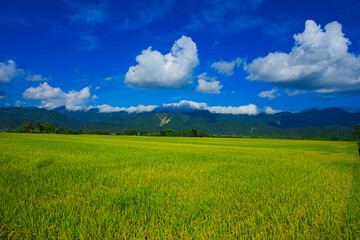 Green rice fields. Blue sky, white clouds, mountains are like idyllic paintings. 30 hectares of rice cultivation area. Yushan Nan'an Visitor Center, Hualien, Taiwan. 2022