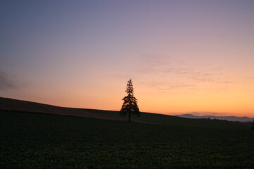 夕暮れの空と松の木
