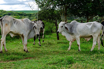 cows in a pasture