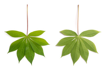both sides of cassava or manihot plant leaf, also known as manioc, yuca or brazillian arrowroot, calorie-rich vegetable greens foliage, isolated on white background, collection