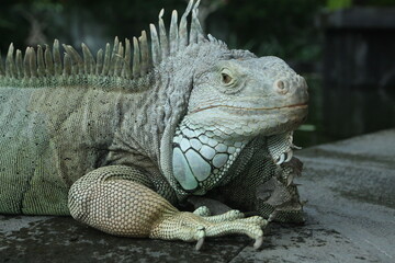 Giant iguana portrait is resting. This is the residual dinosaur reptile that needs to be preserved in the natural world. close up. selective focus