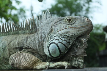 Giant iguana portrait is resting. This is the residual dinosaur reptile that needs to be preserved...