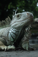 Giant iguana portrait is resting. This is the residual dinosaur reptile that needs to be preserved in the natural world. close up. selective focus