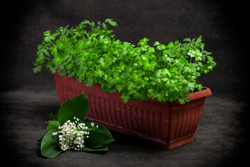 Bouquet of lilies of the valley and growing parsley in a plant box on a dark background