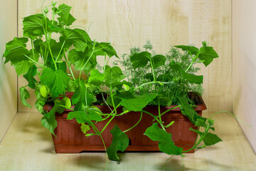 Growing cucumbers in a plant box on wooden planks