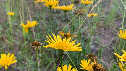 dandelions in the grass