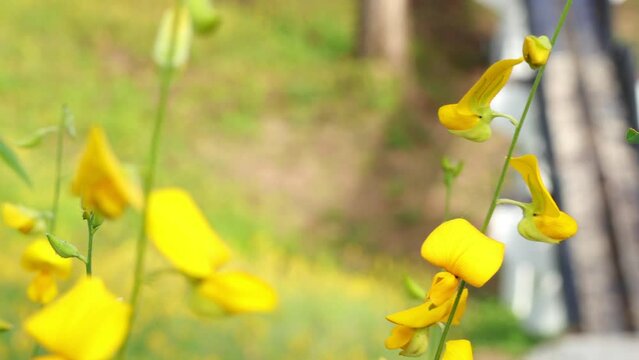 Close up of yellow crotalaria juncea flower or indian hemp blowing in the wind.concept nature and scenic relaxing scenery.