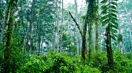Indonesian tropical rain forest.
East Kalimantan, Indonesia
