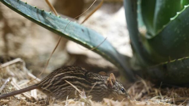 Close up shot of wild Grass Mouse looking for food in hay beside cactus plant in summer