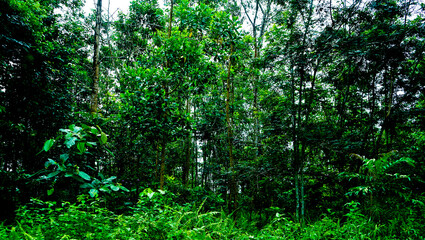 Indonesian tropical rain forest.
East Kalimantan, Indonesia

