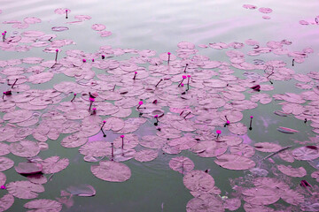 Romantic view of the pond with water lilies in the evening, pink tinting in a magical style