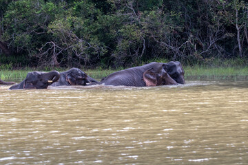 hippopotamus in the river