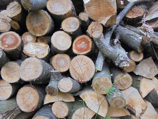 stack of firewood