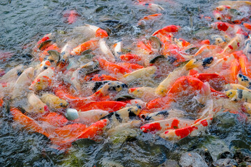 Many bright fish eat food interfering with each other in the pond