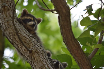 baby raccoon resting on a tree