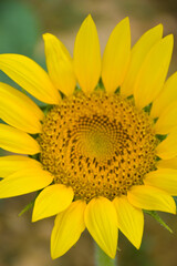  Sunflower petals are blooming beautifully and soft blur in the thailand garden