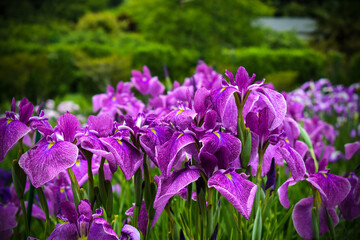 紫の花菖蒲