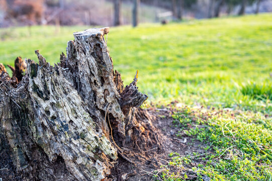 Old rotting tree stump showing age and decay from many years. 