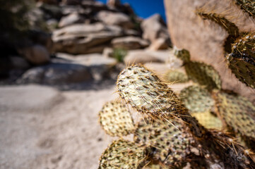 Prickly pear cactus at Joshua Tree National Park with rocky backdrop