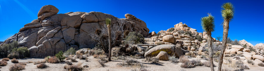Landscape panoramic of Joshua Tree National Park with clear skies and rocky backdrop