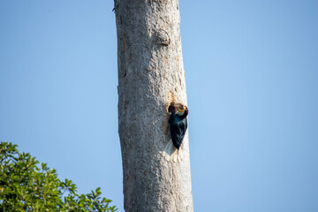 nest building hornbill