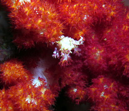 Candy Crab also known as Commensal Soft Coral Crab on Dendronephtya coral Cebu Philippines