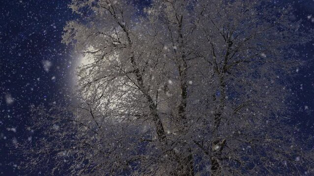 Setting blue moon over lonely tree on a winter night . Light snow falling. Beautiful winter landscape