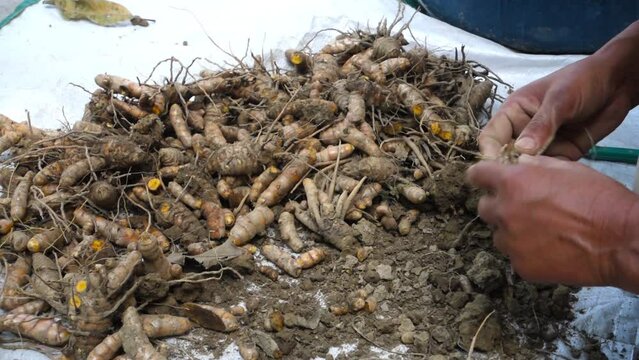 A farmer processing turmeric roots post harvest. Turmeric is a common spice that comes from the root of Curcuma longa. It contains a chemical called curcumin, which might reduce swelling.