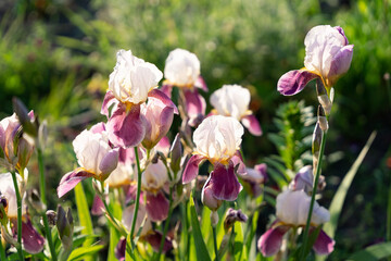 Pink iris close up on green blurred background