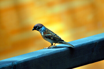 sparrow on a fence