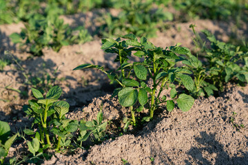 potato bush. growing potatoes in the garden