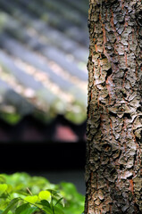 close up of tree trunk in the chinese temple