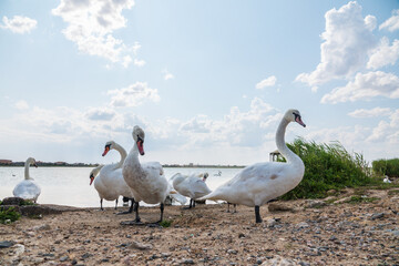 Obraz premium A large flock of graceful white swans swims in the lake., swans in the wild